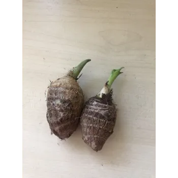 Organic Taro Root